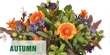 Summer Flowers Bridgwater